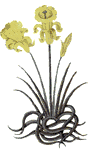 aniris.gif (63682 octets)